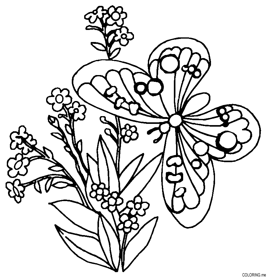 butterfly and flower Colouring Pages