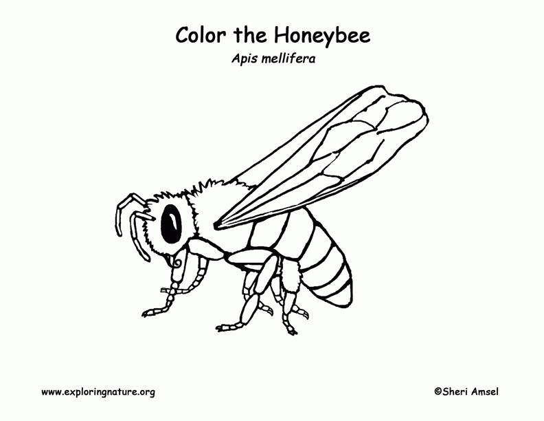 Honeybee Coloring Page -- Exploring Nature Educational Resource
