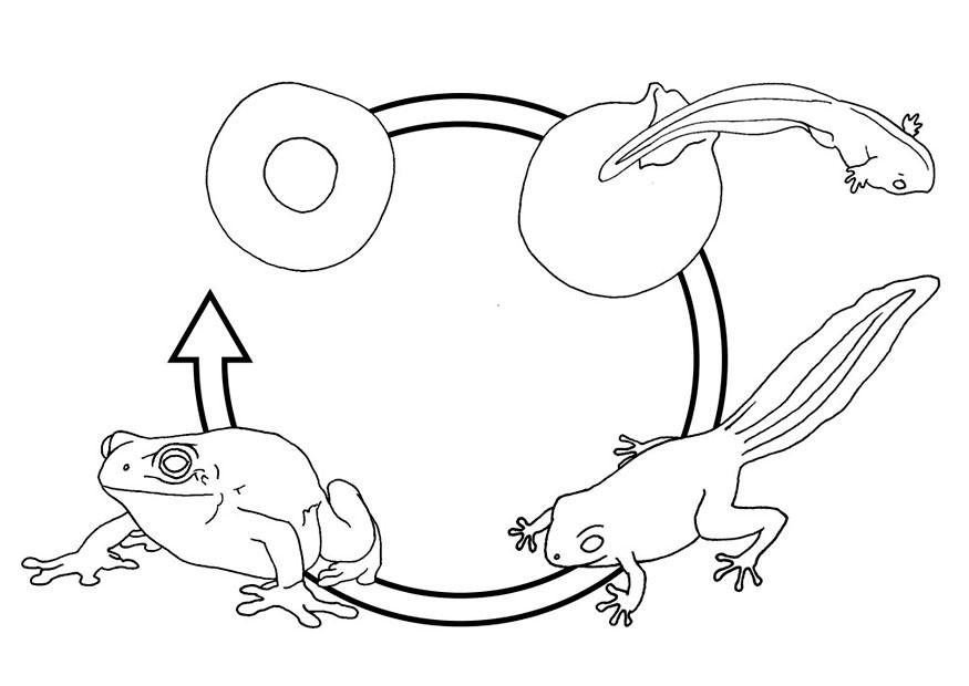 Coloring page frog life cycle - img 9449.