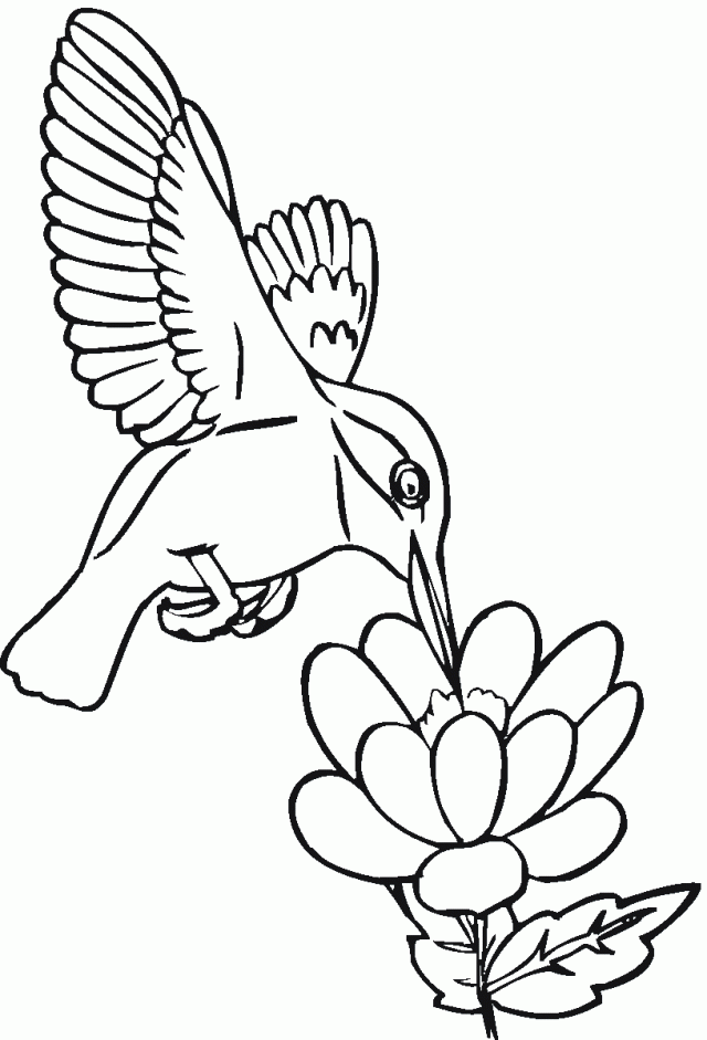 Nectar Colouring Pages 248290 Hummingbird Coloring Pages
