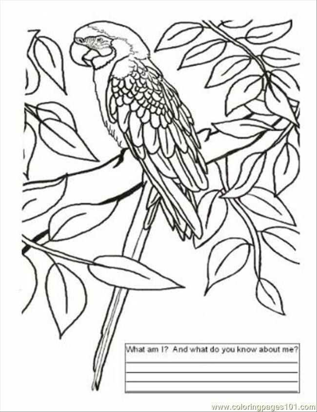 oglinotho: coloring pages for kids printable