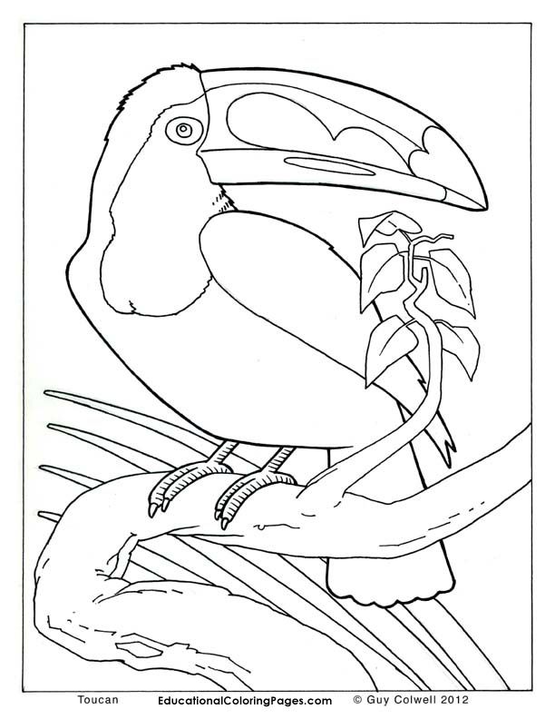 realistic coloring pages | Animal Coloring Pages for Kids