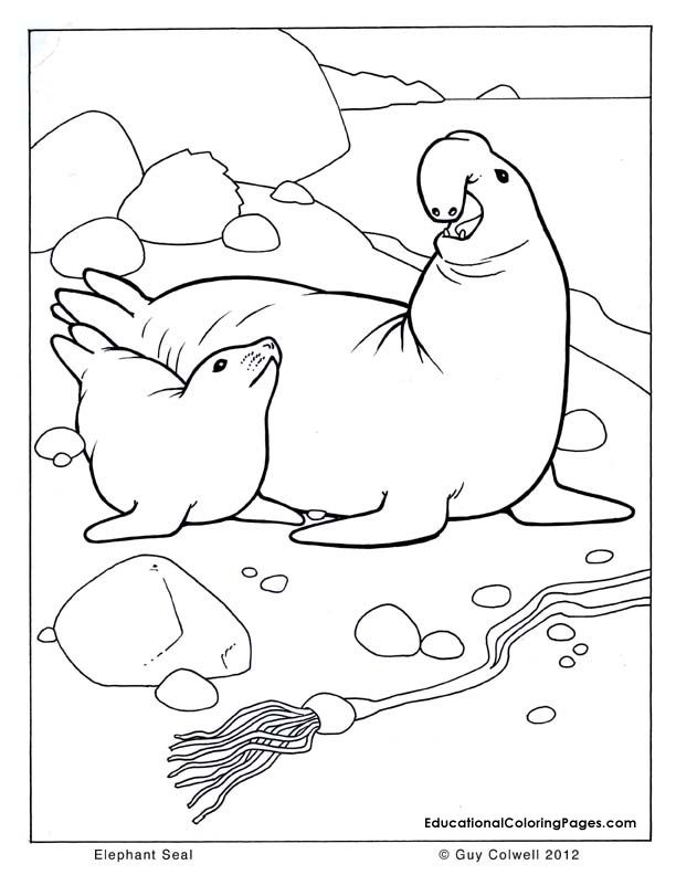 cute seals Colouring Pages (page 2)