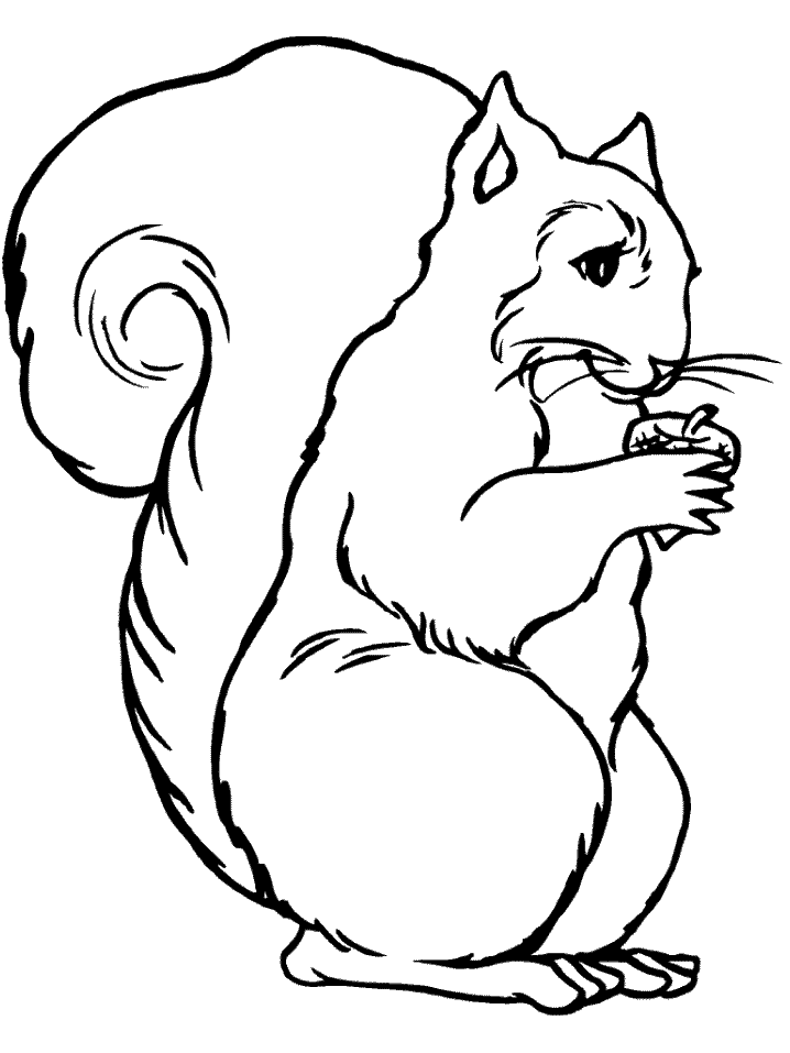 Squirrel Coloring Pages - Coloringpages1001.