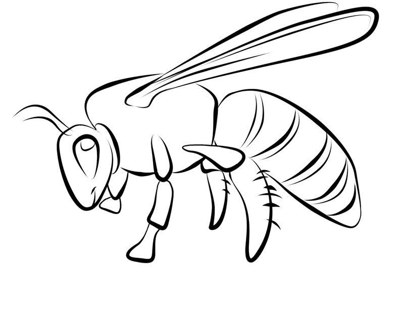 Bug Museum - Bug Coloring Pages - Bee (3)