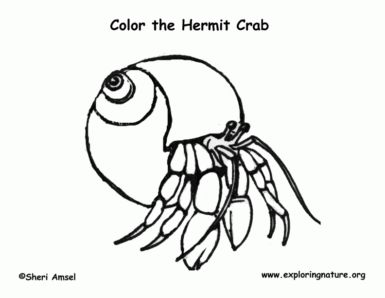 Hermit Crab Coloring Page -- Exploring Nature Educational Resource