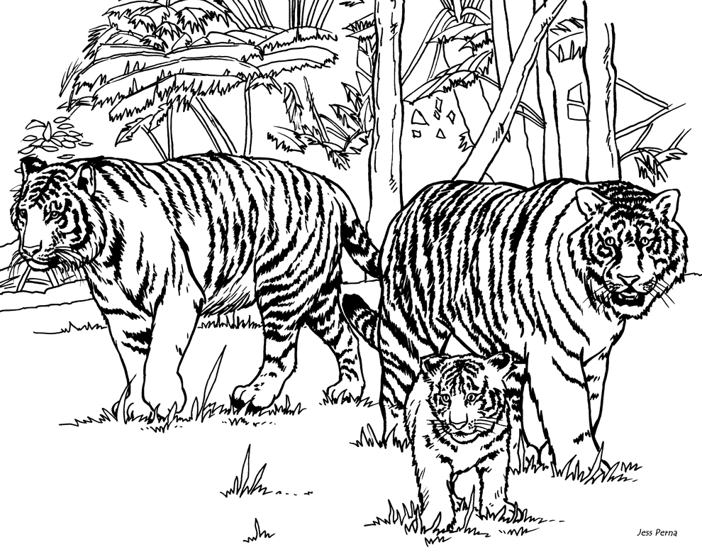free advanced tiger coloring pages : Printable Coloring Sheet