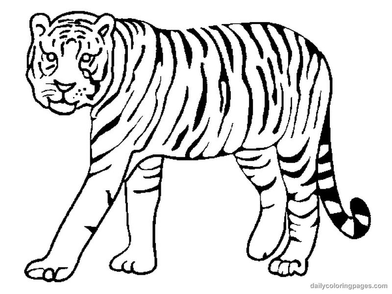 Realistic Tigers Coloring Pages