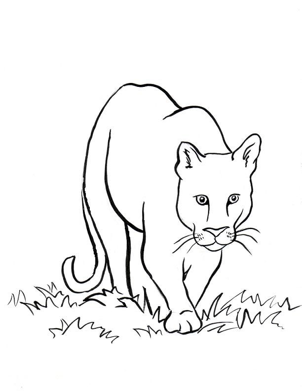Mountain-lion-coloring-pages |coloring pages for adults,coloring