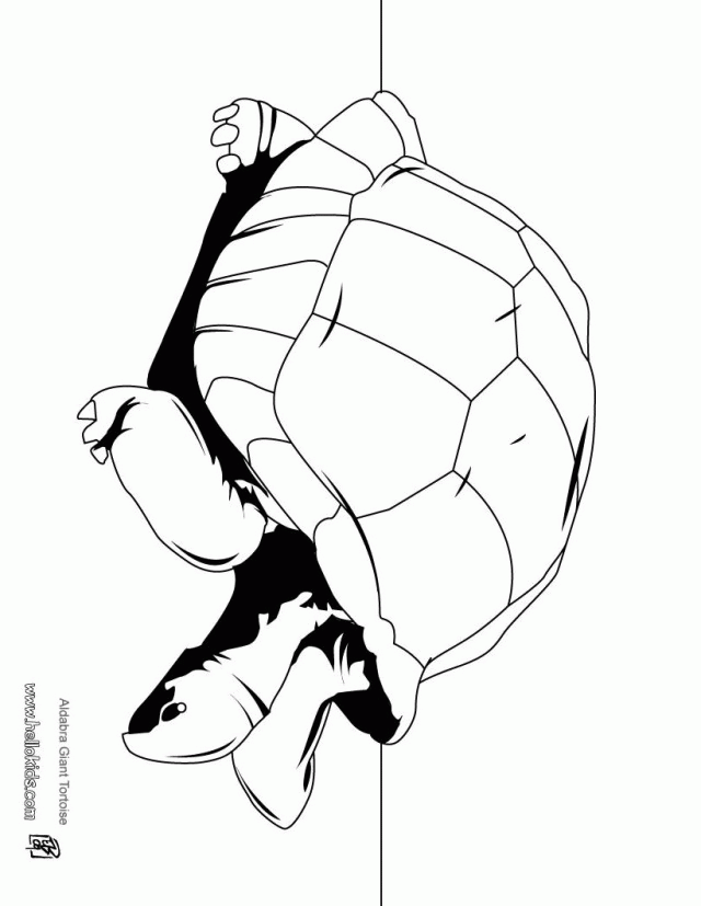 TORTOISE Coloring Pages 6 Free REPTILES Coloring Pages Amp Online