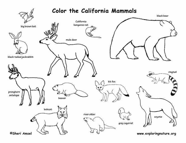 taiga animals Colouring Pages (page 2)
