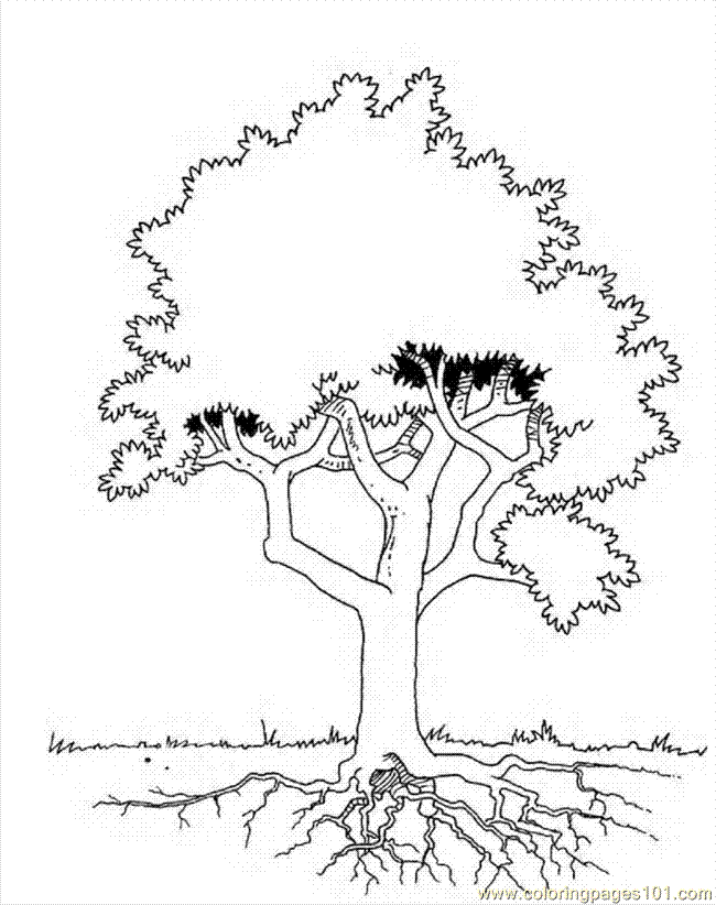 Coloring Pages Trees 00 (4) (Natural World > Trees) - free