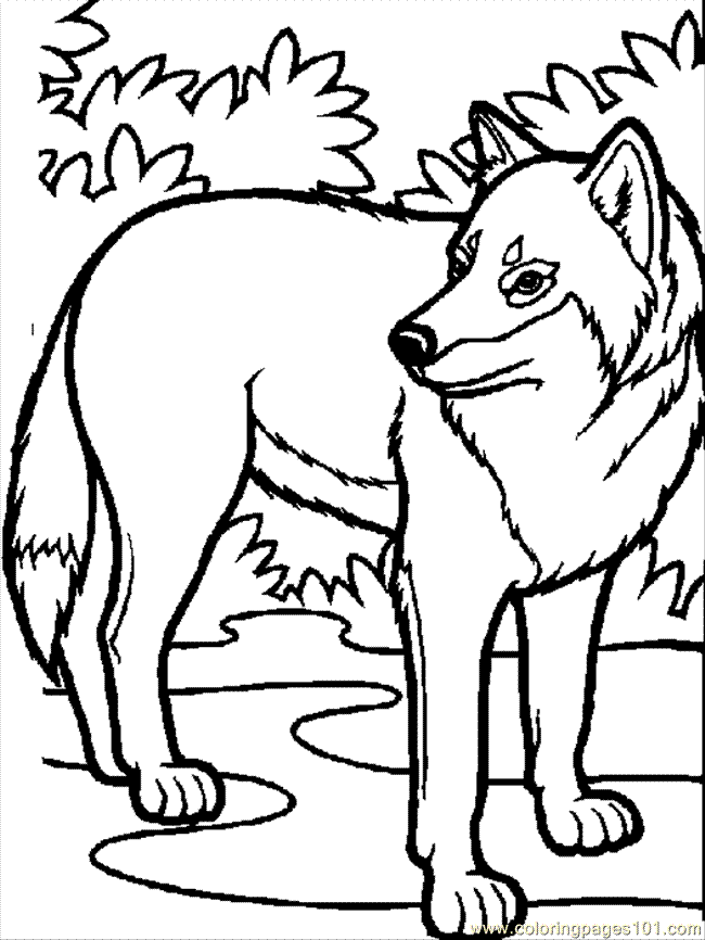 Coloring Pages Wolf 01 (Mammals > Wolf) - free printable coloring