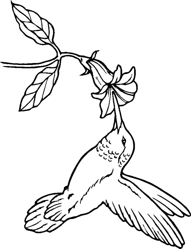 Hummingbird coloring page - Animals Town - animals color sheet