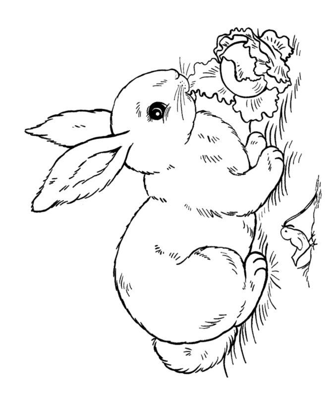 Easter Rabbit Coloring Pages | BlueBonkers - Lettuce Rabbit free ...