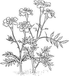 Marigold Flower Coloring Page - Download & Print Online Coloring Pages for  Free | Color Nimbus