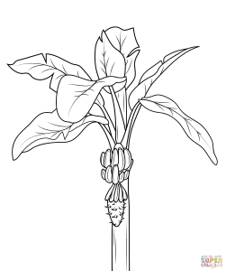 Fig plant coloring page | Free Printable Coloring Pages