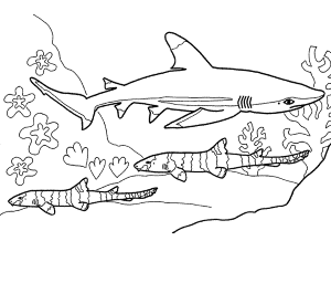 Shark Coloring Sheet Images & Pictures - Becuo