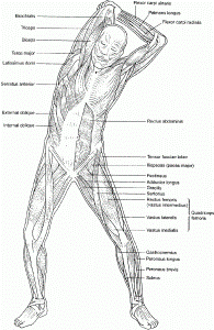 Anatomy Coloring Pages Muscles - Human Anatomy Diagram