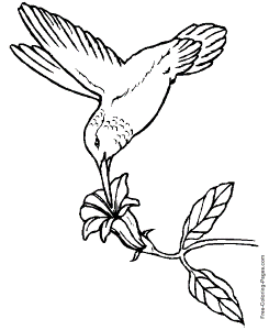 Printable coloring pages of birds - Hummingbird 01
