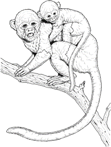 Capuchin Monkey Coloring Pages - Ð¡oloring Pages For All Ages
