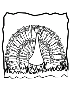 Peacock Coloring Pages for Kids- Free Coloring Sheets