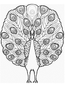 Peacock Animals Coloring Pages & Coloring Book