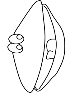 Ocean Clam Animals Coloring Pages & Coloring Book