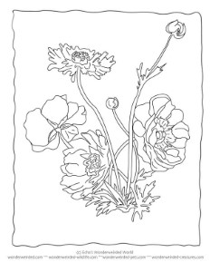 Flower Coloring Sheets Anemone,Free Printable Flower Coloring