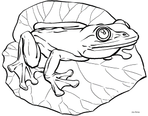 Frog Coloring Pages For Kids - Free Coloring Pages For KidsFree