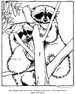 Racoon coloring picture pages