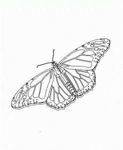 Monarch Butterfly Unique And Is Cool Coloring Page - Butterfly