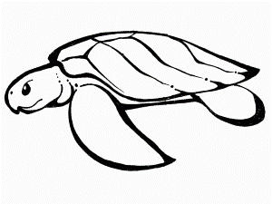Pin Sea Turtle Line Drawings Pictures