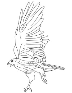 Red tailed hawk coloring page | Download Free Red tailed hawk
