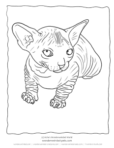 Realistic Cat Coloring Sheets by Breed,Free Printable Cat Coloring