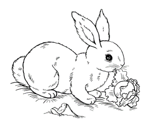 easter bunny coloring pages to print : Printable Coloring Sheet