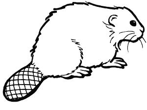 Coloring Page - Beaver | Clipart Panda - Free Clipart Images