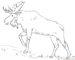 How to draw a moose | Step by step Drawing tutorials