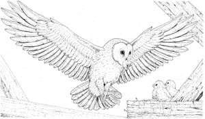 Flying Owl Coloring Pages - Printable Kids Colouring Pages