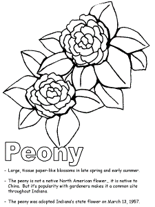 Peony coloring page