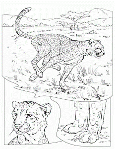 Coloring Page - Cheetah coloring pages 7