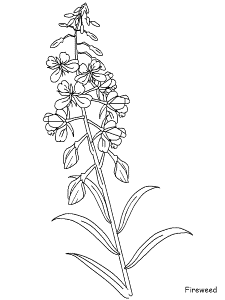 Printable Fireweed Flowers Coloring Pages 