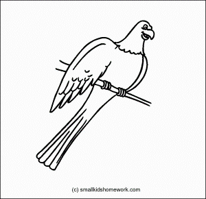 Birds Outline Pictures and Coloring Pages for little kids