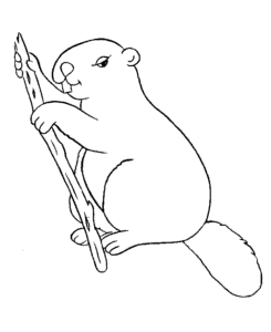 Wild Animal Coloring Pages | Busy beaver with a stick Coloring