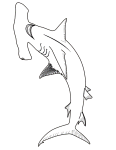 Shark Coloring Page | Bottom View Of Hammerhead