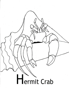 Hermit Crab Coloring Pages Images & Pictures - Becuo