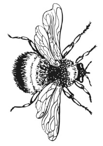 Bummble Bees Coloring Book Pages - Free Printable Coloring Pages