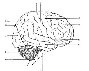 Search Results » Brain Anatomy Coloring Pages