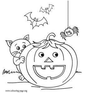 Halloween - Cat, bats and spider with a halloween pumpkin coloring