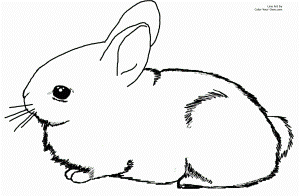 Bunny Rabbit Coloring Pages - Free Coloring Pages For KidsFree